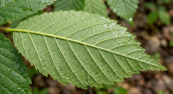 Slippery Elm